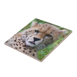 Fånig Cheetah Unge Kakelplatta