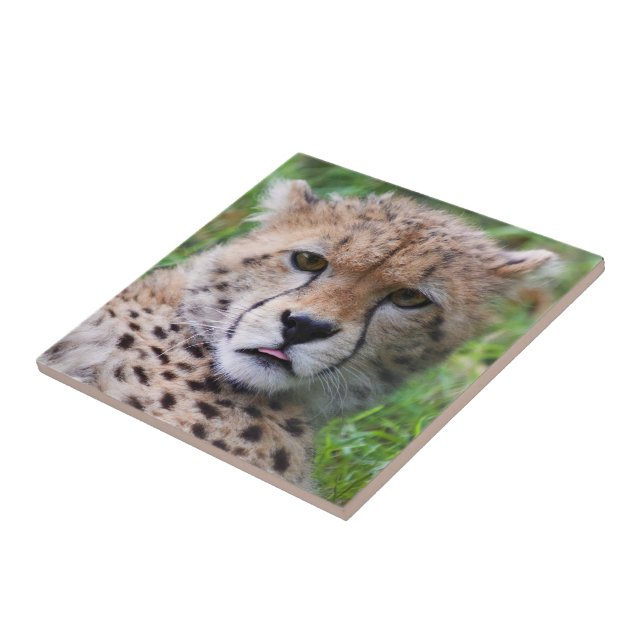 Fånig Cheetah Unge Kakelplatta (Sidan)