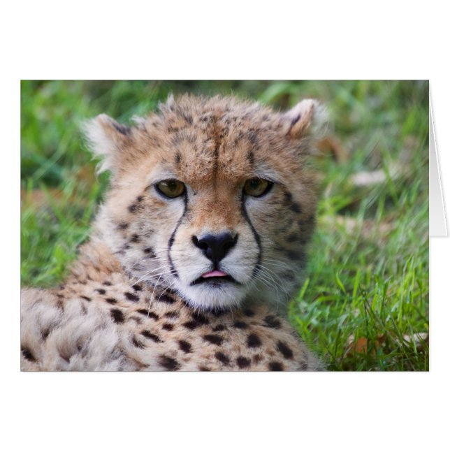 Fånig Cheetah Unge OBS Kort (Framsidan Horizontal)