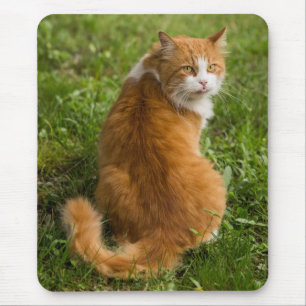 Fånig Fluffy Orange med lång livslängd Tabby katt Musmatta