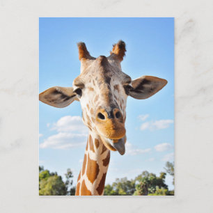 Fånig Giraffe Vykort