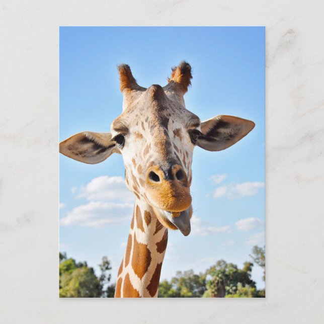 Fånig Giraffe Vykort (Framsida)
