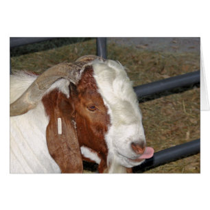 Fånig Goat Hälsningskort
