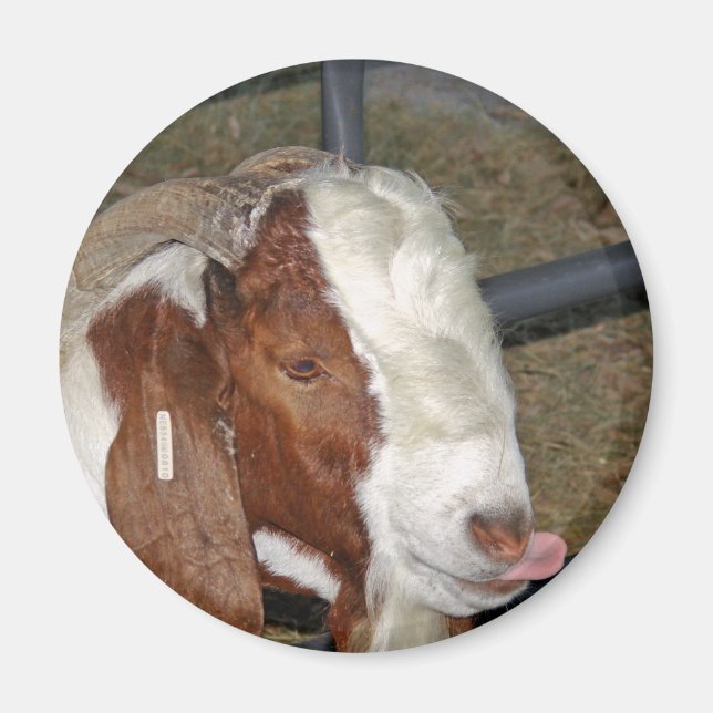 Fånig Goat Magnet (Framsidan)