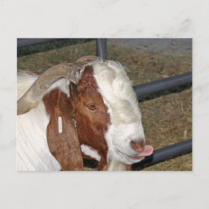Fånig Goat Vykort