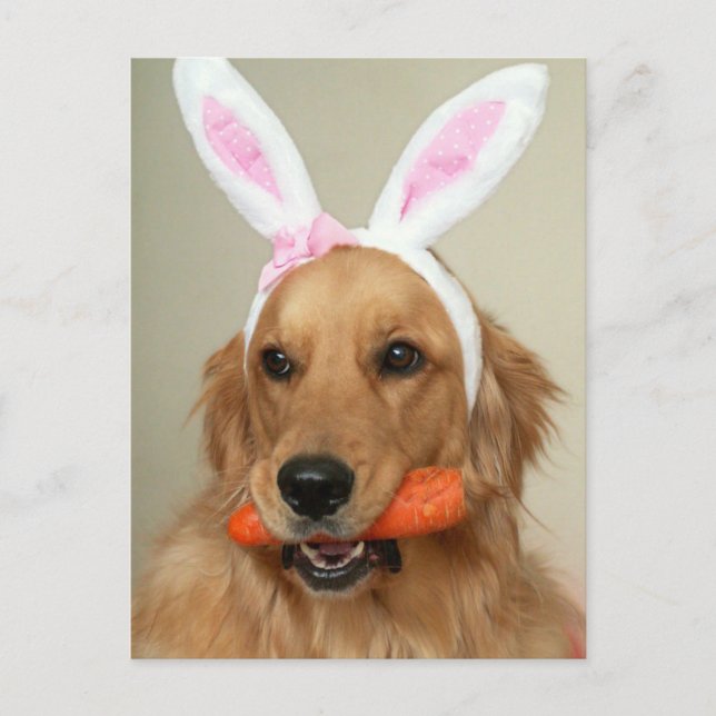 Fånig Golden Retriever hund med Påskhare öron Helg Vykort (Framsida)