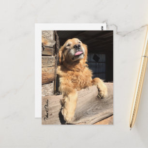 Fånig Golden Retriever Photo Thinking of You Vykort