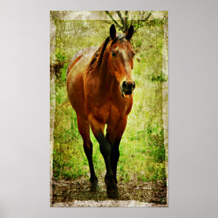 Fånig Horse Poster