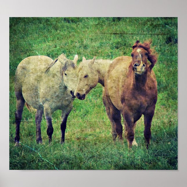 Fånig Horses Poster (Framsidan)