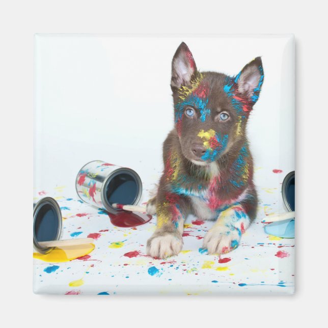 Fånig Husky Puppy har in i Paint Bucket Magnet (Framsidan)