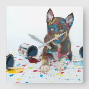 Fånig Husky Puppy har in i Paint Bucks Fyrkantig Klocka