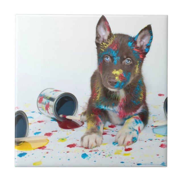Fånig Husky Puppy har in i Paint Bucks Kakelplatta (Framsidan)