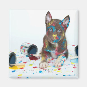 Fånig Husky Puppy har in i Paint Bucks Magnet