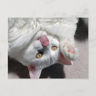 Fånig Katt Vykort