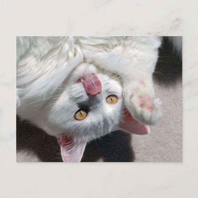 Fånig Katt Vykort (Framsida)