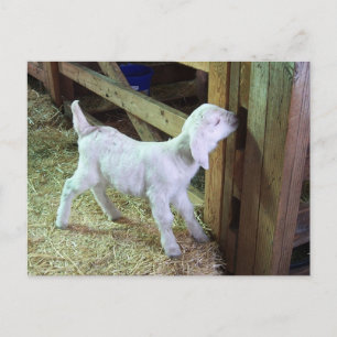 Fånig Little Kid Vykort