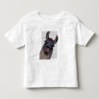 Fånig Llama