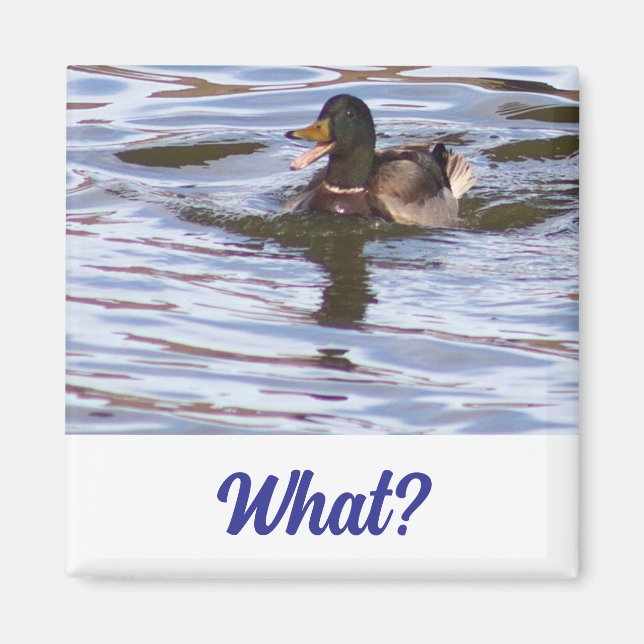Fånig Mallard Anka Magnet (Framsidan)
