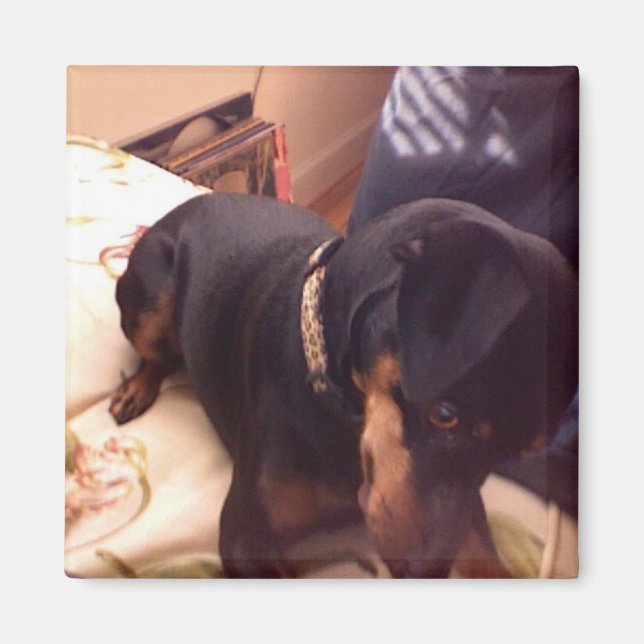 Fånig Min Pin Magnet (Framsidan)