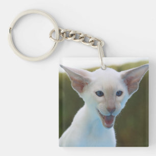 Fånig Siamese