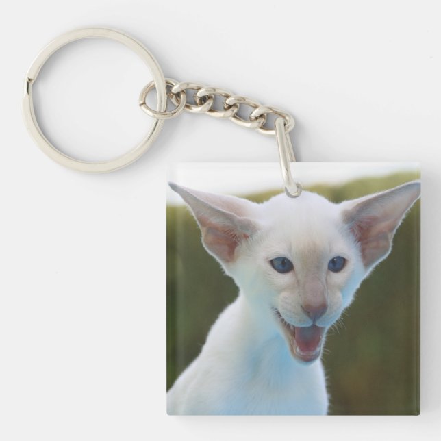 Fånig Siamese (Framsidan)