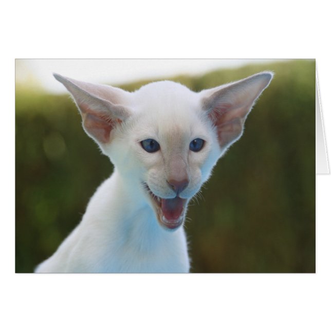 Fånig Siamese OBS Kort (Framsidan Horizontal)