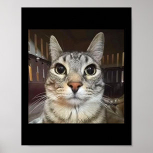 Fånig Stängande kattnummer Poster