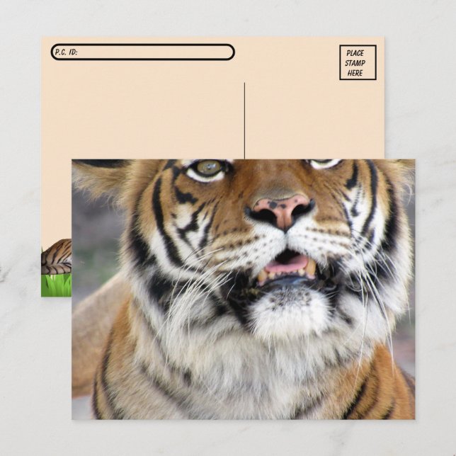 Fåniget för postpassage Bengal tiger vykort med ID (Fram/baksida)