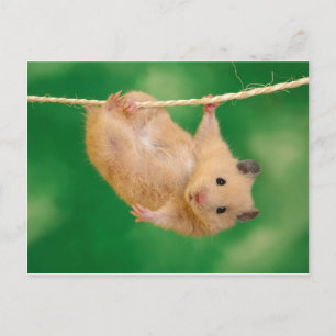 fånigets hampster vykort