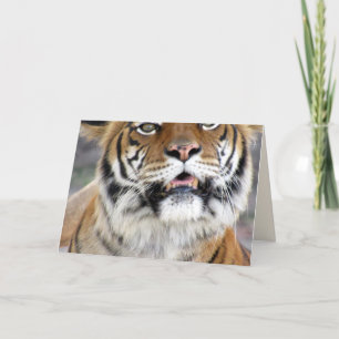 Fånigets tiger-hälsningskort kort