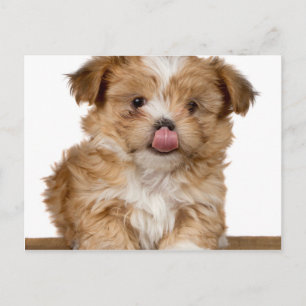 Fånigets valp slickande näsa vykort
