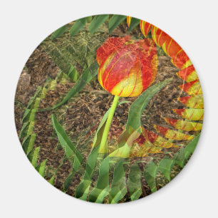 Fannad Tulip...... Magnet