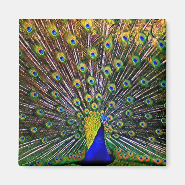 Fanning Peacock Magnet (Framsidan)