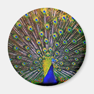 Fanning Peacock - Round Magnet