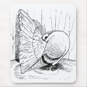 Fantail 1978 Saddle Musmatta