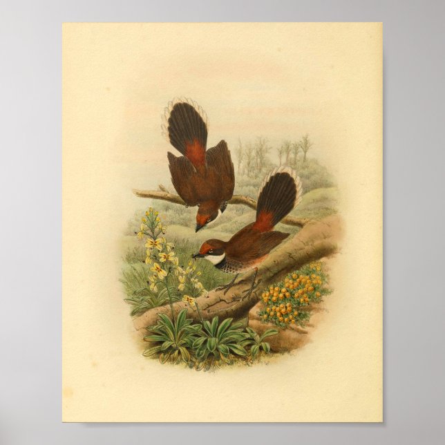 Fantail Flycatcher Bird Vintage Skriv ut Poster (Framsidan)