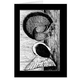 Fantail Pair OBS Kort