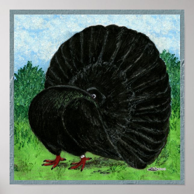 Fantail Pigeon Black Poster (Framsidan)