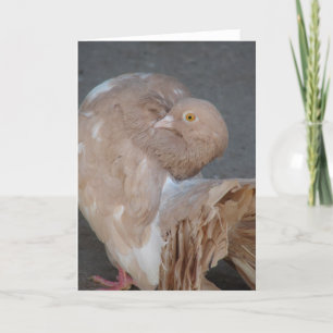 Fantail Pigeon Kort