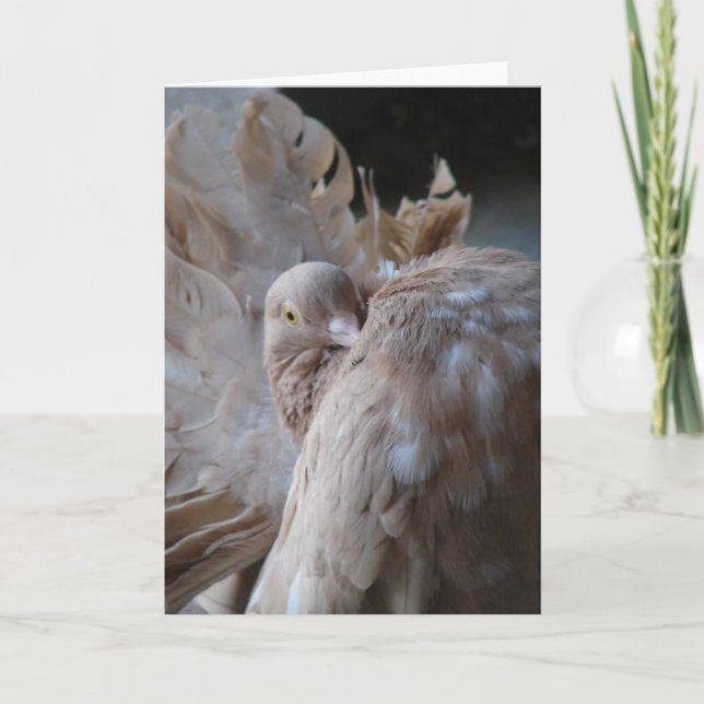 Fantail Pigeon Kort (Framsida)