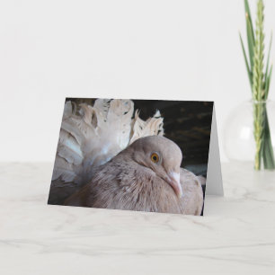 Fantail Pigeon Kort