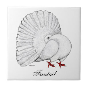 Fantail Pigeon White Kakelplatta