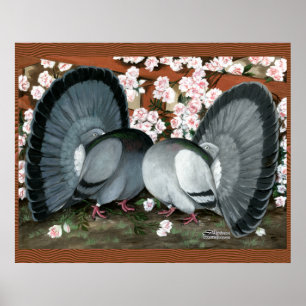 Fantail Pigeons-matchande par Poster