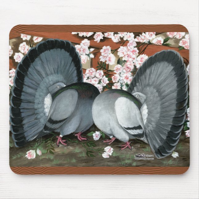 Fantail Pigeons Matched Pair Musmatta (Framsidan)
