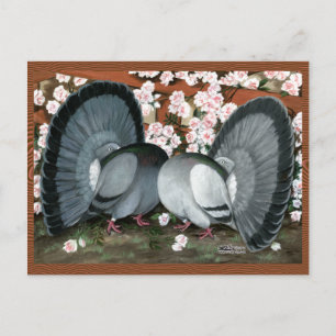 Fantail Pigeons Matched Pair Vykort