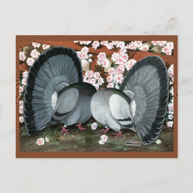 Fantail Pigeons Matched Pair Vykort (Framsida)