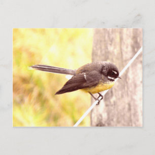 Fantail Vykort
