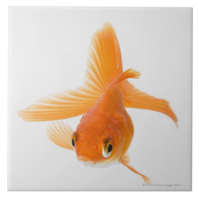 Fantailguldfisk (Carassiusauratusen) Kakelplatta (Framsidan)