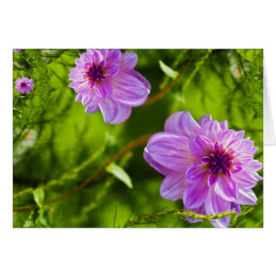 Fantasi Rosa Dahlia Hälsningskort