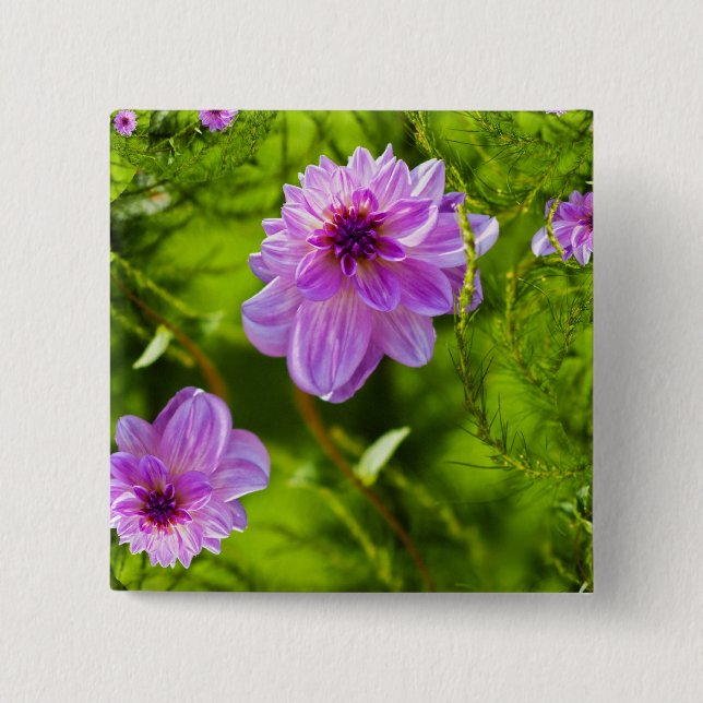 Fantasi Rosa Dahlia Knapp (Framsida)